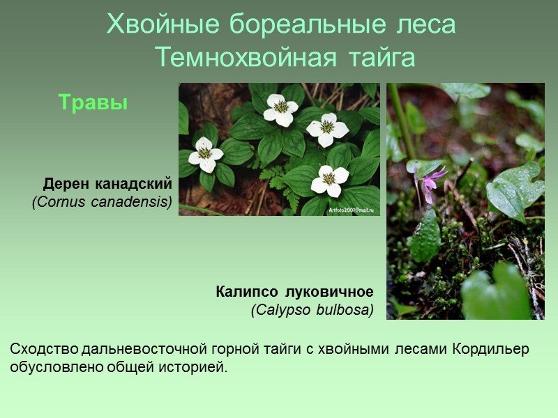 Хвойные бореальные леса  Темнохвойная тайга Травы Дерен канадский (Сornus canadensis) Калипсо луковичное (Calypso